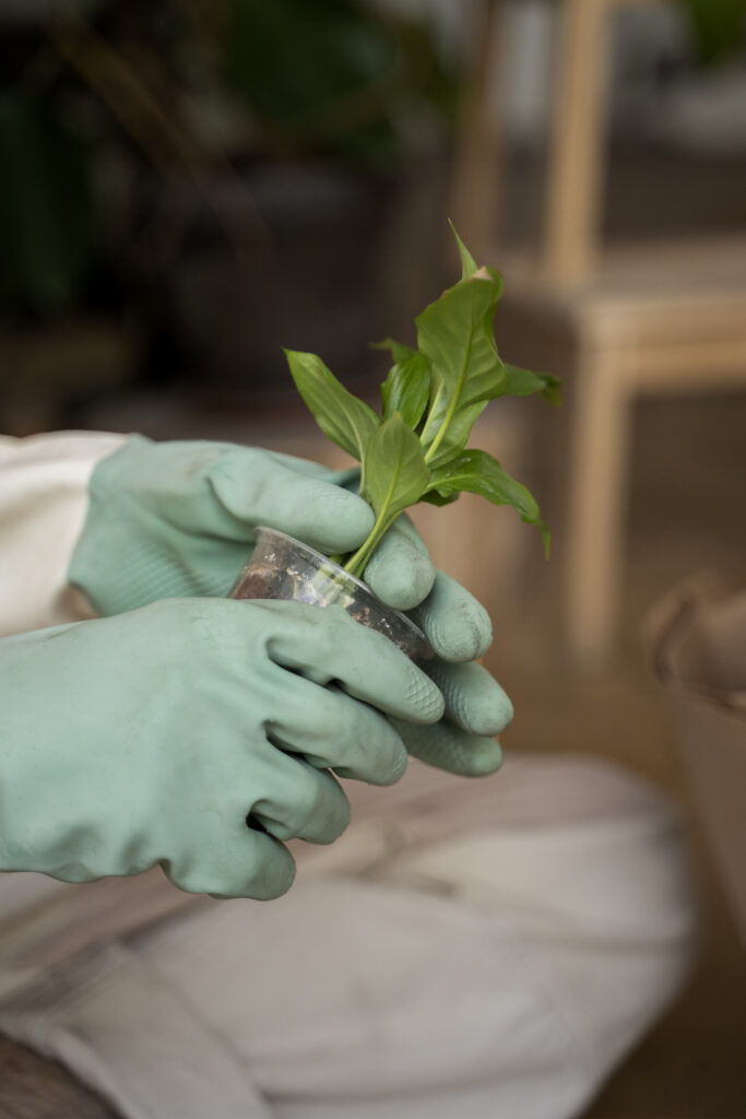 person-transplanting-plants-new-pots